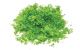 Skale Scenics Flock - Bright Green 